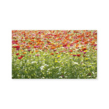 Kleurrijke Lente Bloemen
