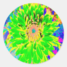 Kleurrijke limoengroene en gele bloeiende dahlia