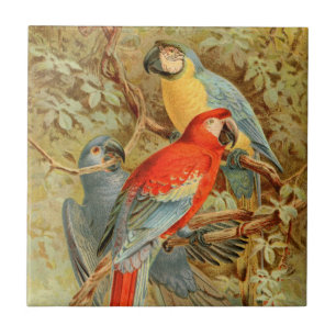 kleurrijke Macaws Tegeltje