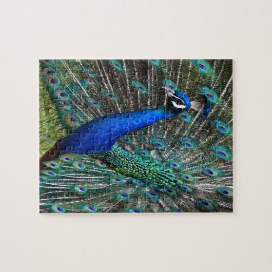 Kleurrijke mannetjespauw legpuzzel (Horizontaal)