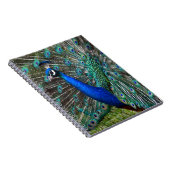 Kleurrijke mannetjespauw notitieboek (Rechterzijde)