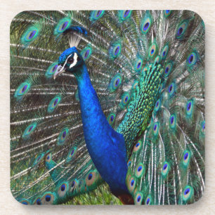 Kleurrijke mannetjespauw onderzetter