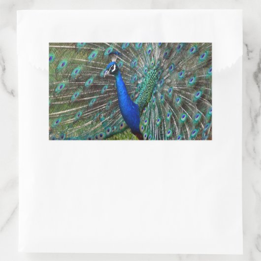 Kleurrijke mannetjespauw rechthoekige sticker (Tas)