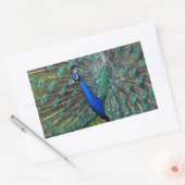 Kleurrijke mannetjespauw rechthoekige sticker (Envelop)