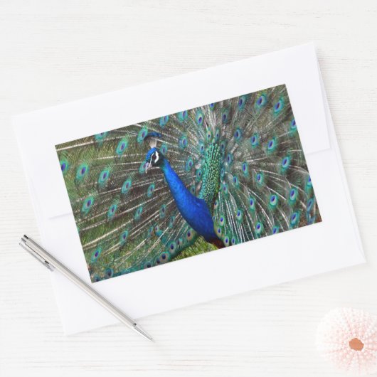 Kleurrijke mannetjespauw rechthoekige sticker (Envelop)