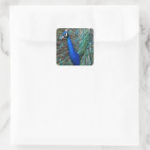 Kleurrijke mannetjespauw vierkante sticker (Tas)