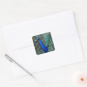 Kleurrijke mannetjespauw vierkante sticker (Envelop)