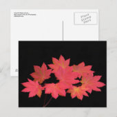 Kleurrijke mantels... briefkaart (Voorkant / Achterkant)