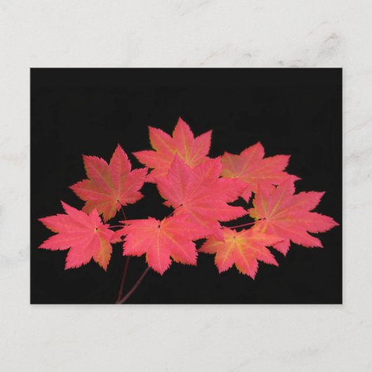 Kleurrijke mantels... briefkaart (Voorkant)