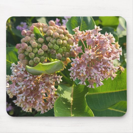 Kleurrijke Milkweed Pom Poms Muismat (Voorkant)