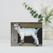 Kleurrijke Nigeriaanse dwerggeit met blauwe ogen Briefkaart (Staand voorkant)