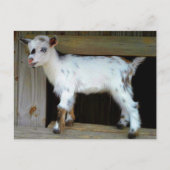 Kleurrijke Nigeriaanse dwerggeit met blauwe ogen Briefkaart (Voorkant)