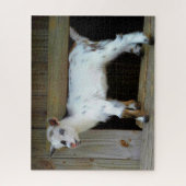 Kleurrijke Nigeriaanse dwerggeit met blauwe ogen Legpuzzel (Verticaal)