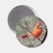 Kleurrijke noordelijke kardinale magneet (Voorkant / Achterkant)