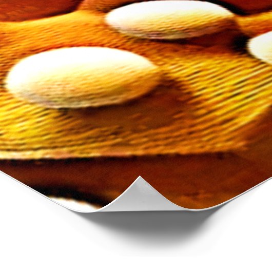 Kleurrijke Onderwater Zee Life Design Poster (Hoek)