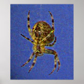 Kleurrijke Orb Spider Poster (Voorkant)