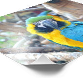 Kleurrijke papegaai - Fotoafdrukken Foto Afdruk (Hoek)