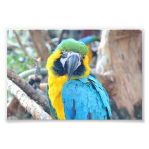Kleurrijke papegaai - Fotoafdrukken Foto Afdruk