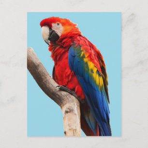 Kleurrijke papegaai portret foto briefkaart