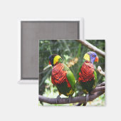 Kleurrijke papegaaien magneet (Voorkant / Achterkant)