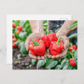 Kleurrijke paprika's en chili mix feestdagenkaart (Voorkant / Achterkant)