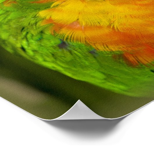 Kleurrijke parkiet poster (Hoek)