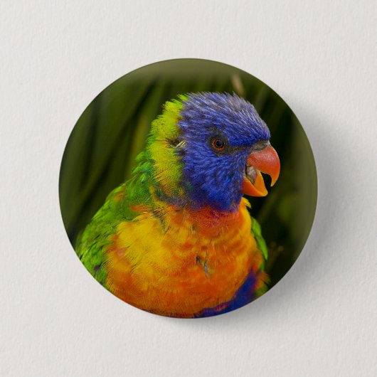 Kleurrijke parkiet ronde button 5,7 cm (Voorkant)