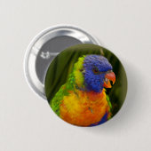 Kleurrijke parkiet ronde button 5,7 cm (Voorkant /achterkant)