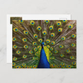 Kleurrijke pauw briefkaart (Voorkant / Achterkant)