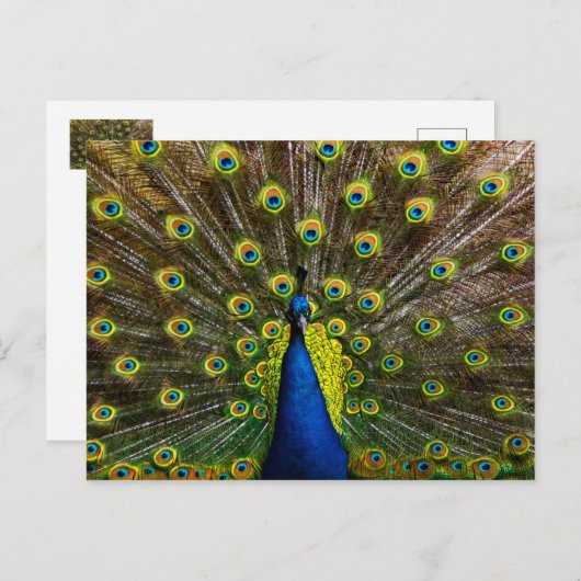 Kleurrijke pauw briefkaart (Voorkant / Achterkant)