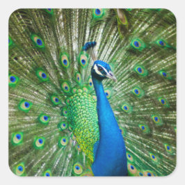 Kleurrijke pauw vogel dier vierkante sticker