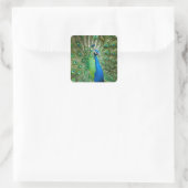 Kleurrijke pauw vogel dier vierkante sticker (Tas)
