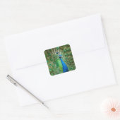 Kleurrijke pauw vogel dier vierkante sticker (Envelop)