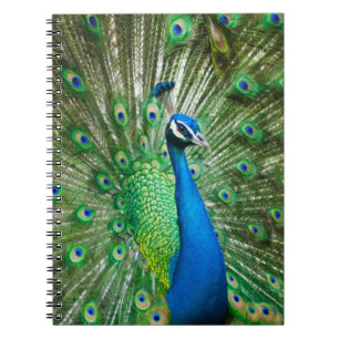 Kleurrijke pauwenvogel notitieboek