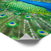 Kleurrijke pauwenvogel poster (Hoek)