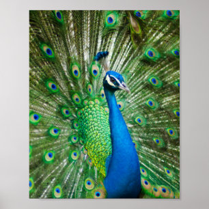 Kleurrijke pauwenvogel poster