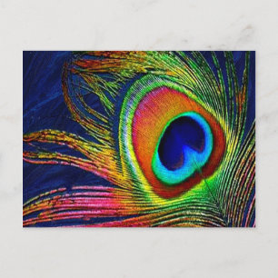 Kleurrijke Pauwveerprint Briefkaart