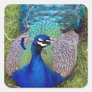 Kleurrijke Peafowl Stickers