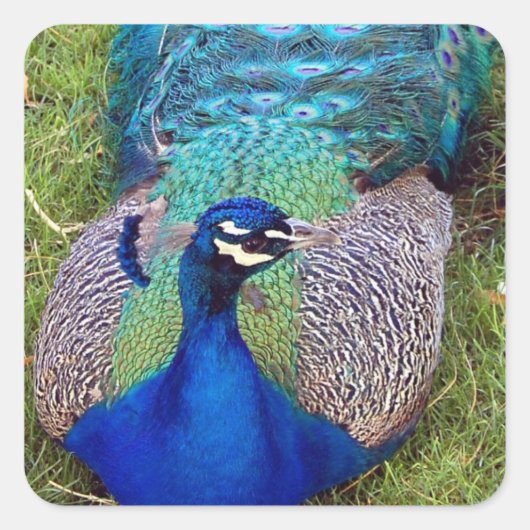 Kleurrijke Peafowl Stickers (Voorkant)