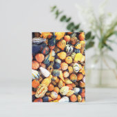 Kleurrijke Pompoenen C  Briefkaart (Staand voorkant)