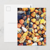 Kleurrijke Pompoenen C  Briefkaart (Voorkant / Achterkant)