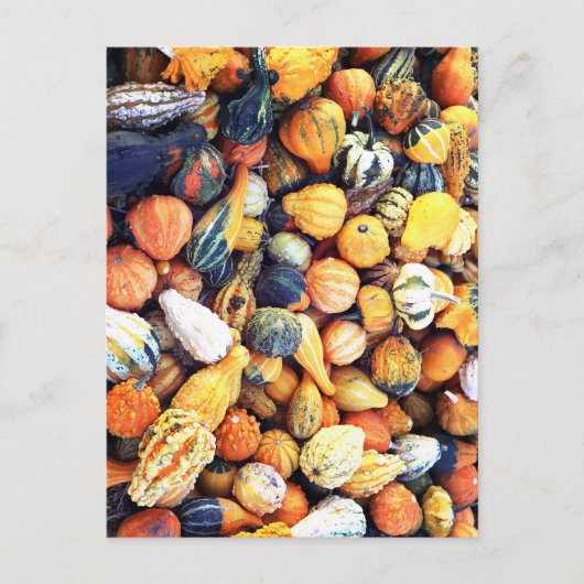 Kleurrijke Pompoenen C  Briefkaart (Voorkant)