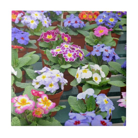 Kleurrijke primroesttuin tegeltje (Voorkant)