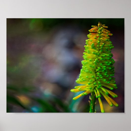 Kleurrijke Psychedelische fotografische bloem Poster (Voorkant)