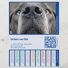 Kleurrijke puppy-aankondiging voor Deense Dog Briefhoofd