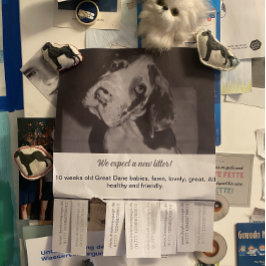 Kleurrijke puppy-aankondiging voor Deense Dog Flyer