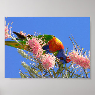 Kleurrijke Regenboog Lori die Nectar Eet Poster