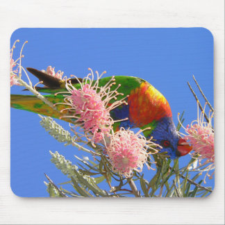 Kleurrijke Regenboogparkiet Vogel Eet Nectar Muismat