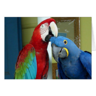 Kleurrijke rode en blauwe Macaws