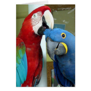 Kleurrijke rode en blauwe Macaws
